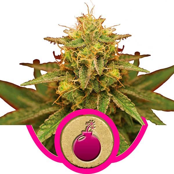 Royal Domina - Royal Queen Seeds - Seed Banks