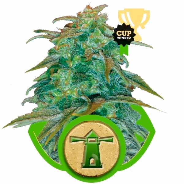 ROYAL HAZE AUTOMATIC - Royal Queen Seeds - Seed Banks