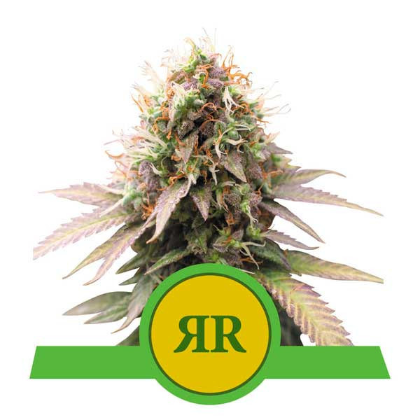 Royal Runtz Auto - Royal Queen Seeds - Seed Banks