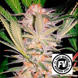 S.A.D. FAST VERSION - Sweet Seeds - Seed Banks