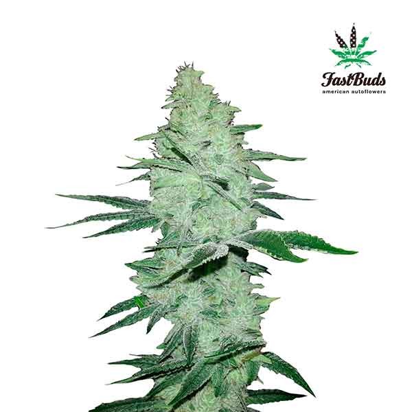 SIX SHOOTER - FastBuds - Seed Banks