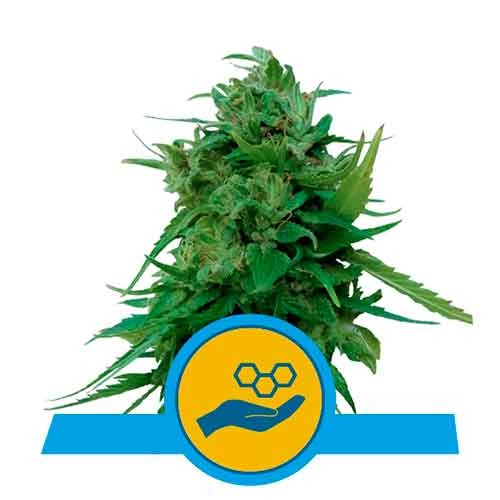 Solomatic CBD - Royal Queen Seeds - Seed Banks