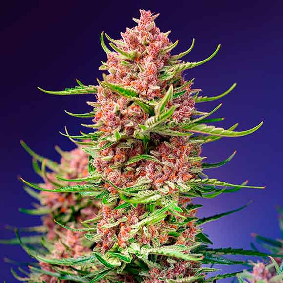 Strawberry Cola Sherbet F1 Fast Version - Sweet Seeds - Seed Banks