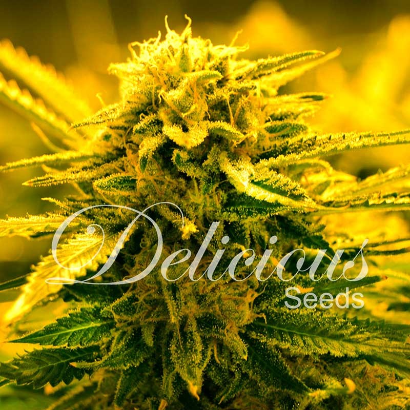 SUGAR BLACK ROSE AUTO - Delicious Seeds - Seed Banks