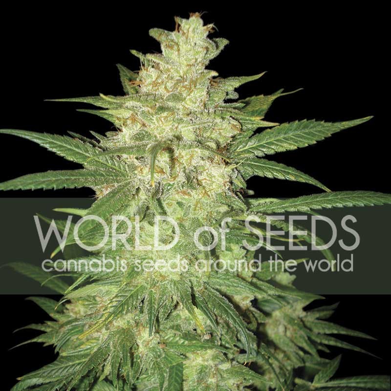 COLOMBIAN GOLD RYDER  - World of Seeds - Seed Banks