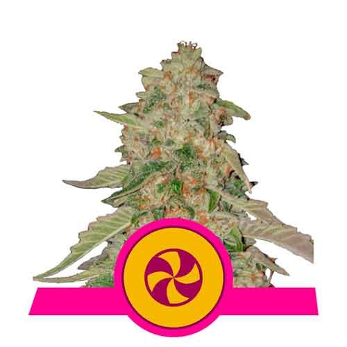 Sweet ZZ - Royal Queen Seeds - Seed Banks