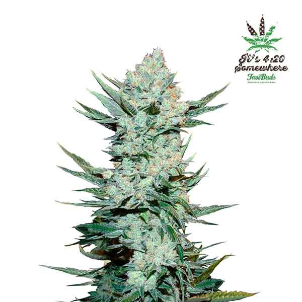 TANGIE'MATIC - FastBuds - Seed Banks