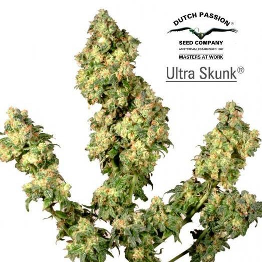 Ultra Skunk - Dutch Passion - Seed Banks