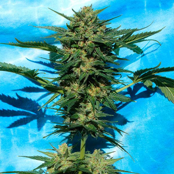 White Russian Auto - 6 Seeds - Serious Seeds - Seed Banks