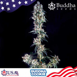 BUDDHA COOKIE - Samsara Seeds - Buddha Seeds