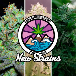 New Strains Collection - Samsara Seeds - Delicious Seeds