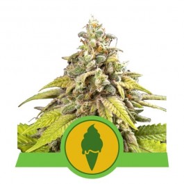 Green Gelato Automatic - Samsara Seeds - Royal Queen Seeds