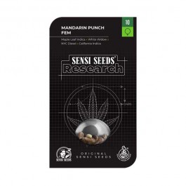 Mandarin Punch - Samsara Seeds - Sensi Seeds