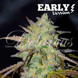 Marmalate Early Version - Samsara Seeds - Delicious Seeds