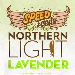 NORTHERN LIGHT X LAVENDER - Samsara Seeds - Speed Seeds