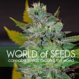 Space - Samsara Seeds - World of Seeds
