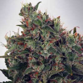 Ultra White Amnesia - Samsara Seeds - Ministry of Cannabis