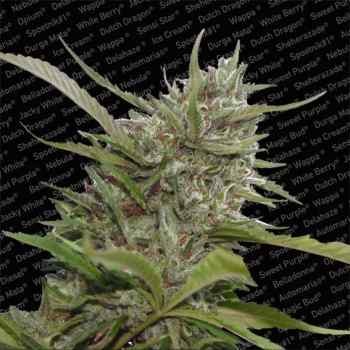 AUTO WHITE BERRY - Paradise Seeds - Seed Banks