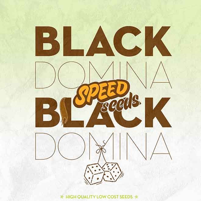 BLACK DOMINA X BLACK DOMINA - Speed Seeds - Seed Banks