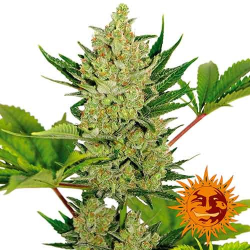 BLUEBERRY CHEESE AUTO - Barney's Farm - Seed Banks