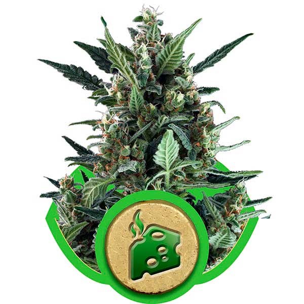 Blue Cheese Automatic - Royal Queen Seeds - Seed Banks
