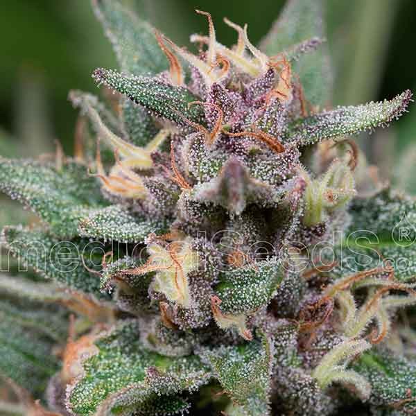 Blue Hell Auto - Medical Seeds - Seed Banks