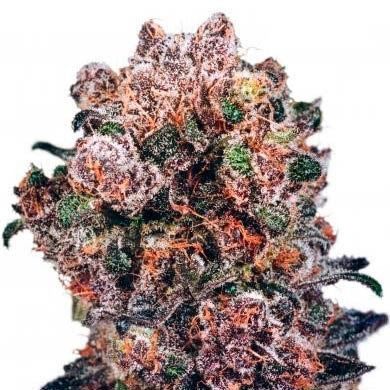 Blueberry Reg. - Dutch Passion - Seed Banks