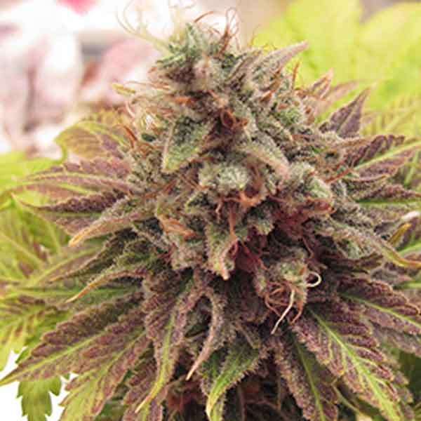 Chem Valley Kush Regular - 10 seeds - The Cali Connection - Seed Banks