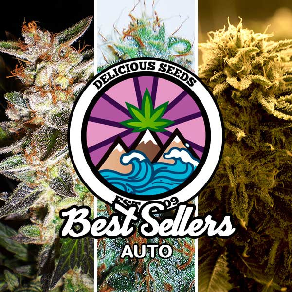Best Sellers Auto Collection - Delicious Seeds - Seed Banks