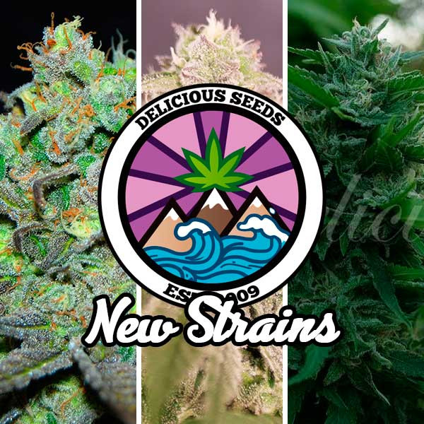 New Strains Collection - Delicious Seeds - Seed Banks