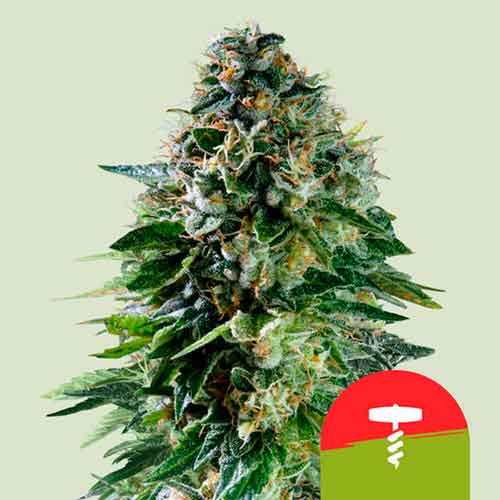 Corkscrew Auto - Royal Queen Seeds - Seed Banks