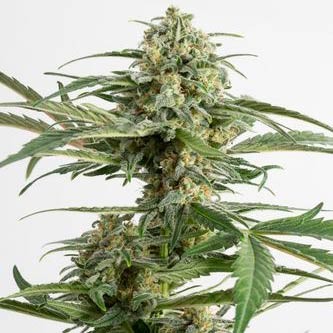 CRITICAL CHEESE AUTO - Dinafem - Seed Banks
