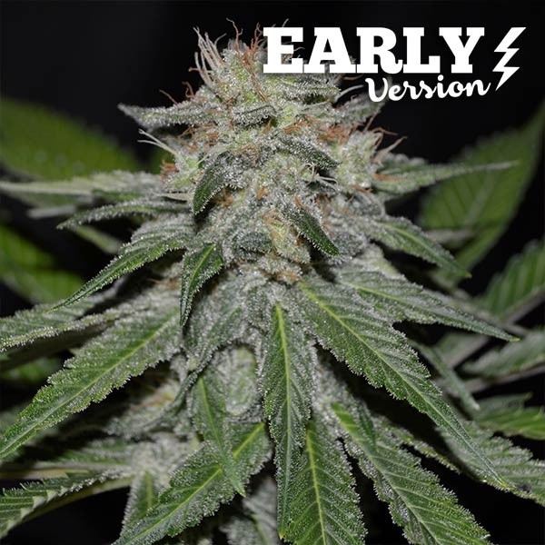 CRITICAL NEVILLE HAZE EARLY VERSION - Delicious Seeds - Seed Banks