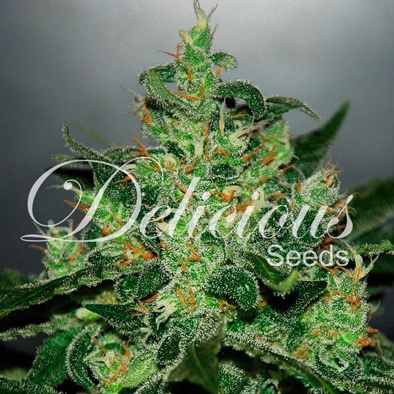 Critical Jack Herer Auto - Delicious Seeds - Seed Banks