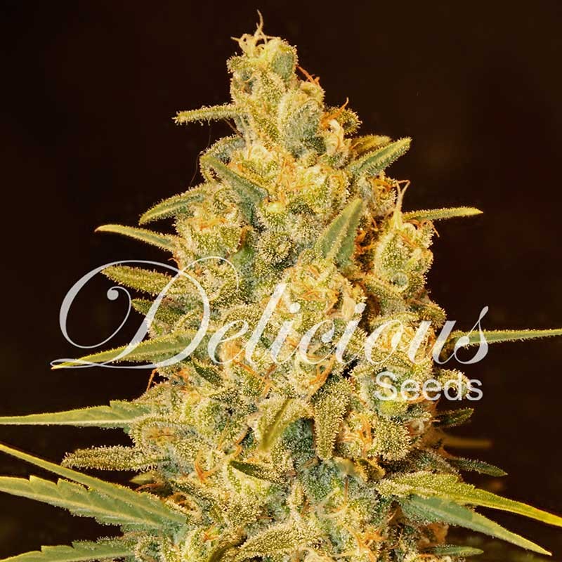 Critical Sensi Star - Delicious Seeds - Seed Banks