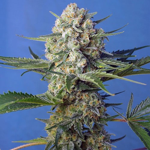 Crystal Candy F1 Fast Version - Sweet Seeds - Seed Banks