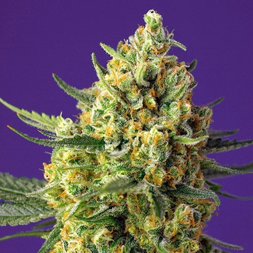 Crystal Candy XL Auto - Sweet Seeds - Seed Banks
