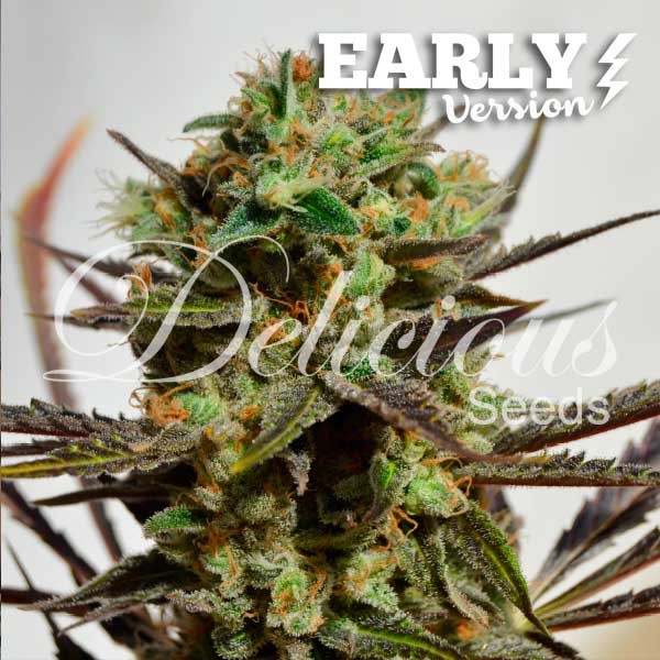 Delicious Candy Early Version - Delicious Seeds - Seed Banks