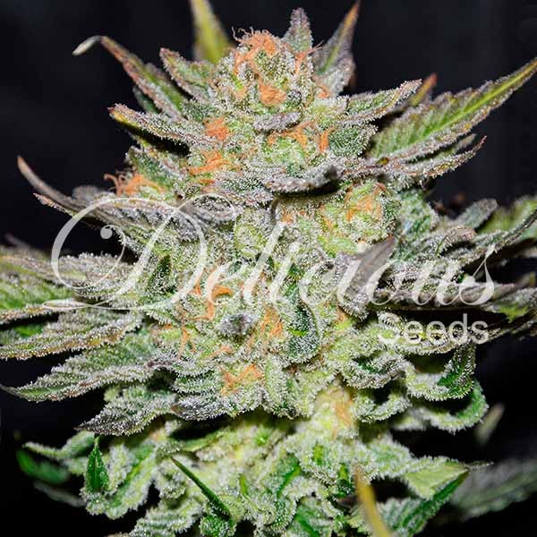 Auto Blue Ace Cbd - Delicious Seeds - Seed Banks