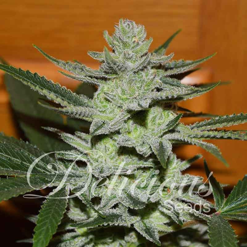 Unknown Kush - Delicious Seeds - Seed Banks