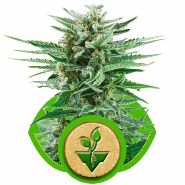 EASY BUD AUTO - Royal Queen Seeds - Seed Banks