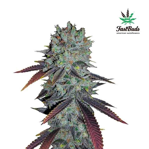 FASTBERRY - FastBuds - Seed Banks