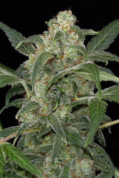 CHEESE XXL AUTO 3 UNIDS - Dinafem - Seed Banks