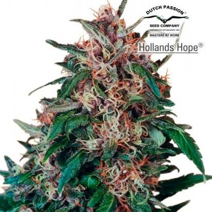 Hollands Hope  - Dutch Passion - Seed Banks