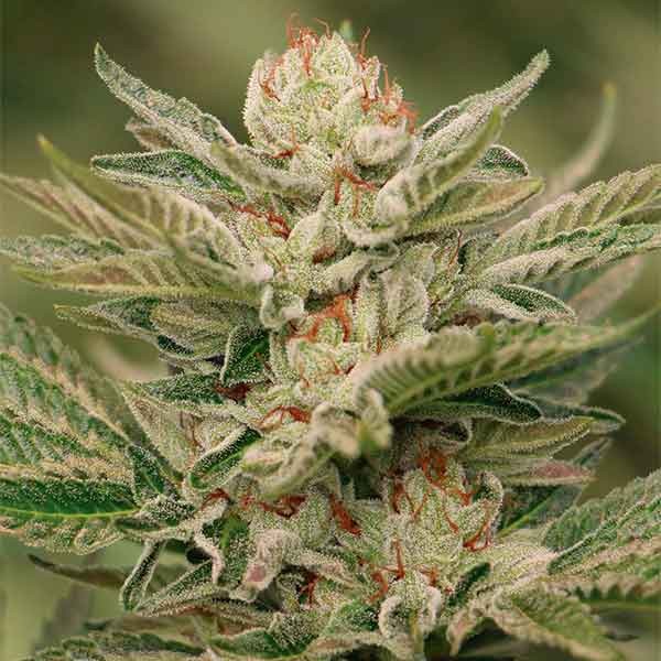 Sapphire Scout - Humboldt Seeds - Seed Banks