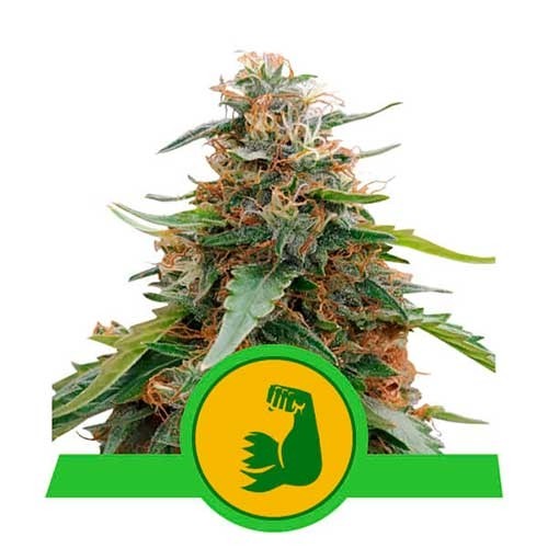 HulkBerry Automatic - Royal Queen Seeds - Seed Banks