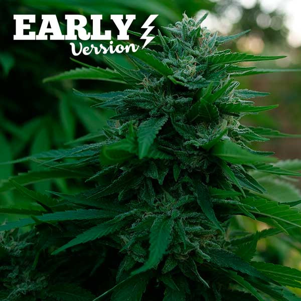 Lord Kush Early Version - Delicious Seeds - Seed Banks