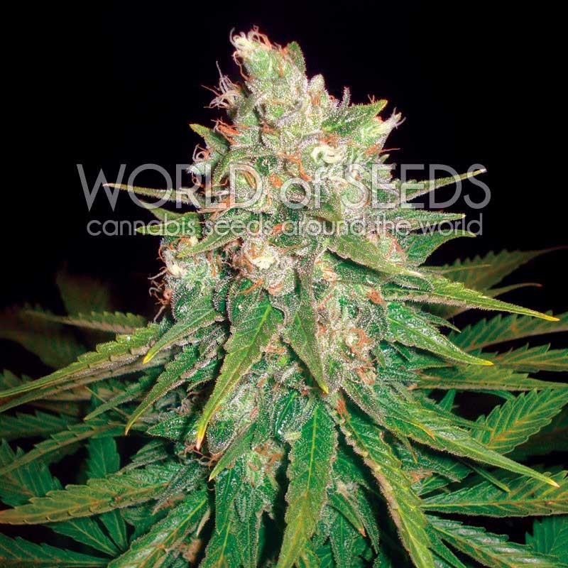 Mazar x Great White Shark - World of Seeds - Seed Banks