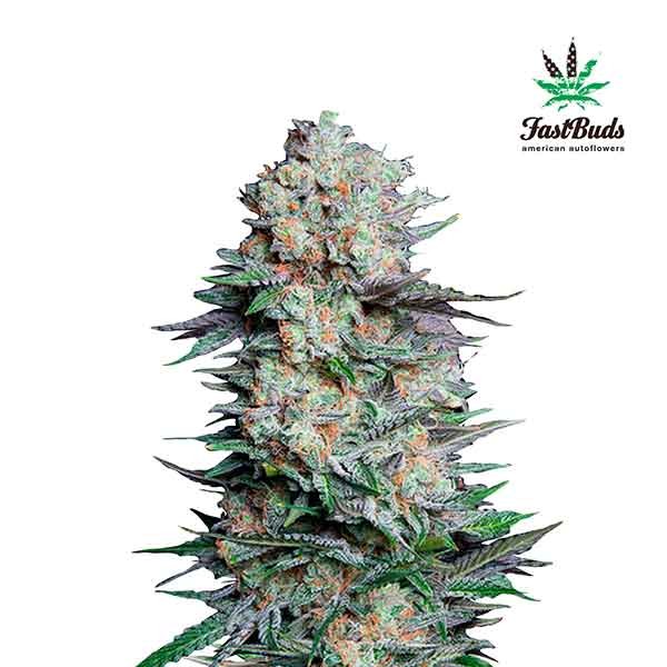 MEXICAN AIRLINES - FastBuds - Seed Banks