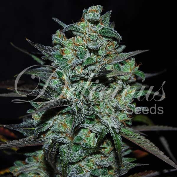 Northern Light Blue THC-FREE - Delicious Seeds - Seed Banks
